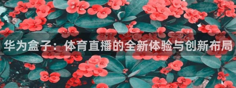 华为盒子：体育直播的全新体验与创新布局